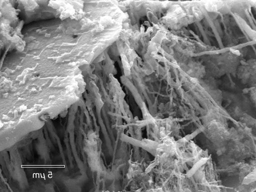 Microscopic view of microbes inside a corrosion pit in copper